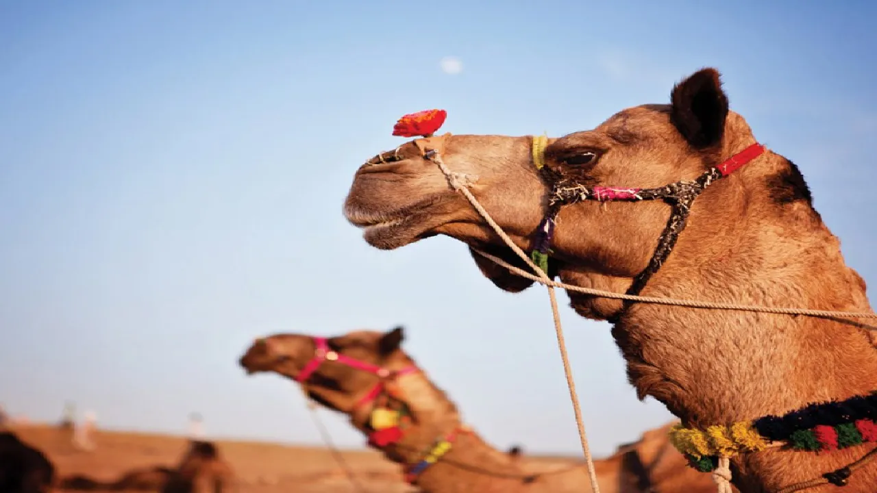 camel riding kayakoy bigbrothers travel 002