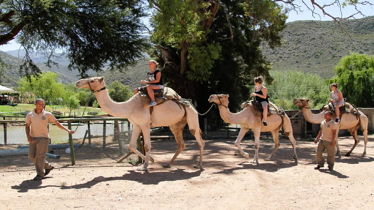 camel riding kayakoy bigbrothers travel 004